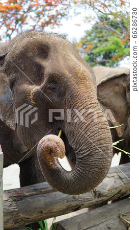 Group of adult elephants feeding sugar cane and 66286780