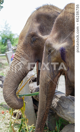 Group of adult elephants feeding sugar cane and 66286786