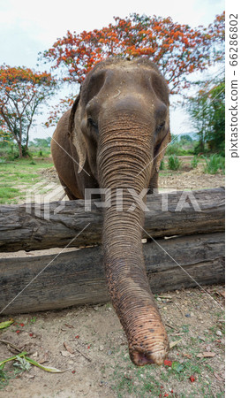Group of adult elephants feeding sugar cane and Group of adult elephants feeding sugar cane and 66286802