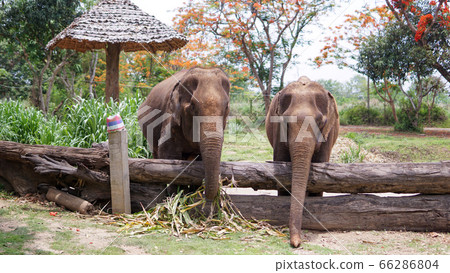 Group of adult elephants feeding sugar cane and Group of adult elephants feeding sugar cane and 66286804