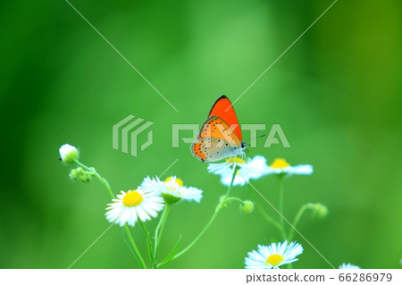 Butterfly,green,butterfly,flower 66286979