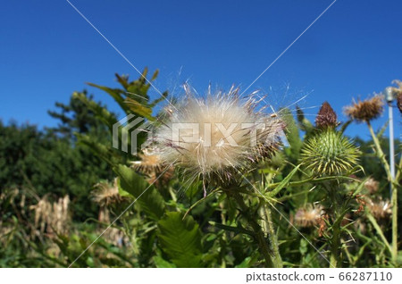 Thistle flower-from spring to early summer Thistle flower-from spring to early summer 66287110