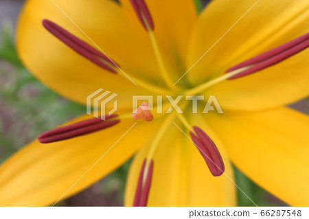 Yellow flowers that bloomed vividly in the fresh green in the morning sun (yuri: lily) 66287548