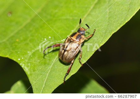 Semarathogene Semarathogene 66287907