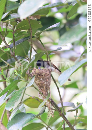 Summer migratory bird Summer migratory bird 66288128