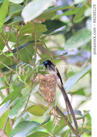 Summer migratory bird Summer migratory bird 66288129
