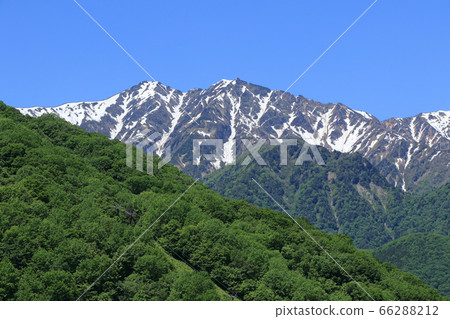 鹿島Y里黑澤高原的初夏北阿爾卑斯山 鹿島Y里黑澤高原的初夏北阿爾卑斯山 66288212