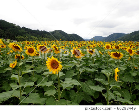 Sunflower of south light Sunflower of south light 66288449