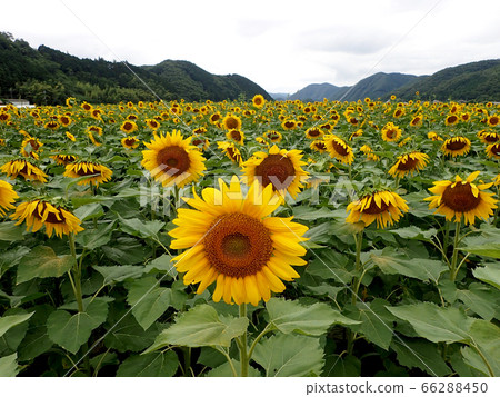 Sunflower of south light Sunflower of south light 66288450