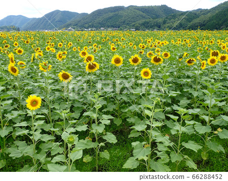 Sunflower of south light Sunflower of south light 66288452
