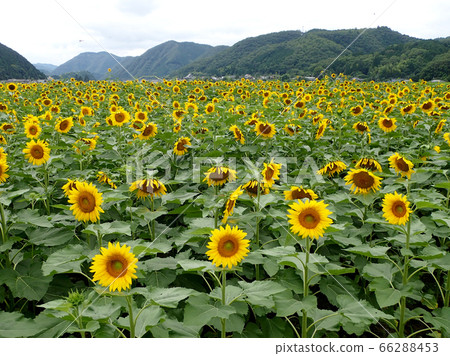Sunflower of south light Sunflower of south light 66288453