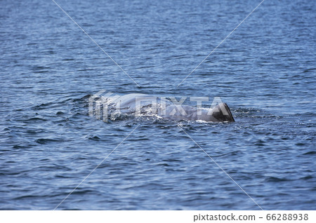 抹香鯨背鰭（北海道勞速島外） 66288938