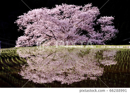 Morokino cherry blossoms reflected in paddy fields 66288991