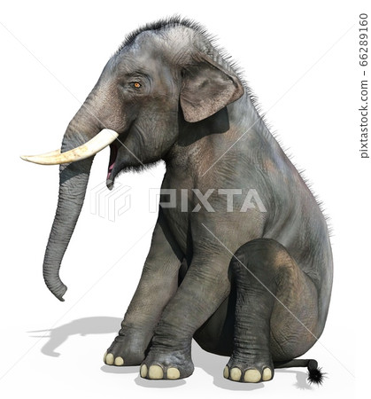 Indian Elephant isolated on white background 3d illustration 66289160