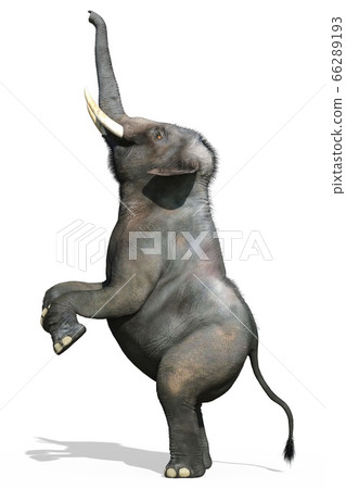 Indian Elephant isolated on white background 3d illustration 66289193