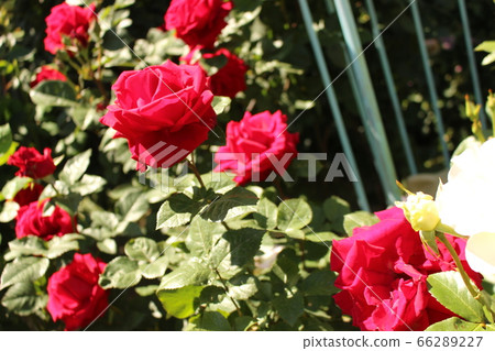 Rose red pink rose Rose red pink rose 66289227