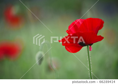 Poppy flowers blooming in the field in June Poppy flowers blooming in the field in June 66289414