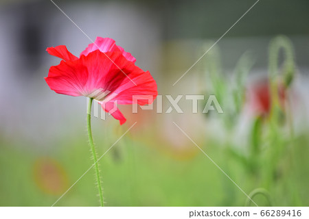 罌粟花朵盛開在六月 罌粟花朵盛開在六月 66289416