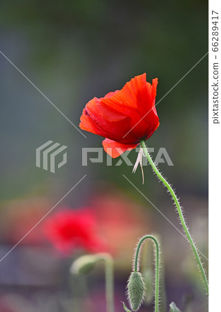 罌粟花朵盛開在六月 罌粟花朵盛開在六月 66289417