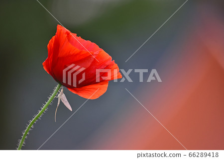 罌粟花朵盛開在六月 罌粟花朵盛開在六月 66289418
