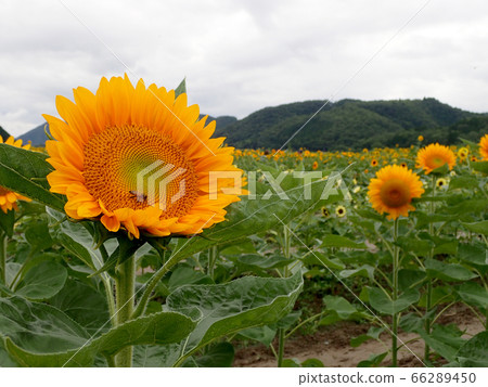 Sunrich fresh orange in the sunflower field of Nanko Sunrich fresh orange in the sunflower field of Nanko 66289450