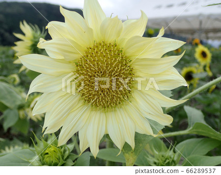 Sunflower sailor moon Sunflower sailor moon 66289537