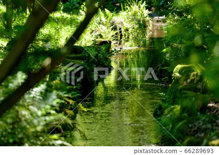 在陽光下反射新鮮綠色的溪流場景 66289693