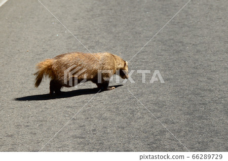 Chinese cabbage, picking up food on the road Chinese cabbage, picking up food on the road 66289729
