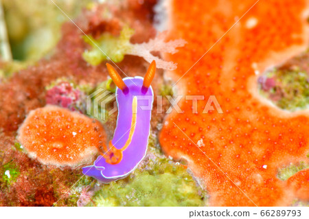 Kippon海牛 66289793