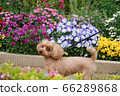 玩具貴賓犬散步 玩具貴賓犬散步 66289868
