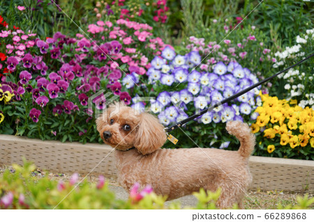 玩具貴賓犬散步 玩具貴賓犬散步 66289868
