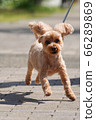玩具貴賓犬散步 玩具貴賓犬散步 66289869