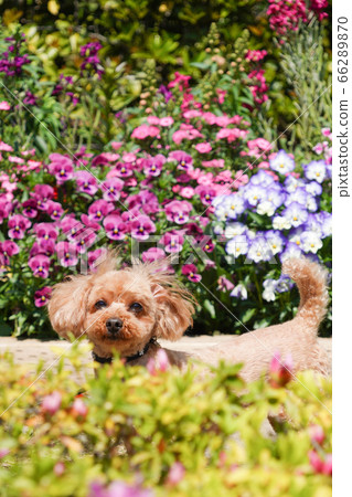 玩具貴賓犬散步 玩具貴賓犬散步 66289870