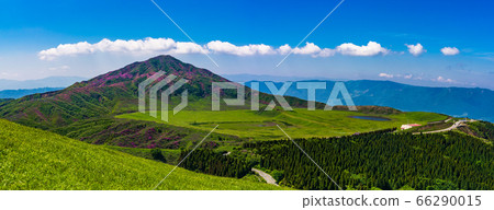 Mt. Aso, Kumamoto Prefecture Mt. Kishima, a colony of Yamakirishima seen from Mt. Kishima, Mt. 66290015