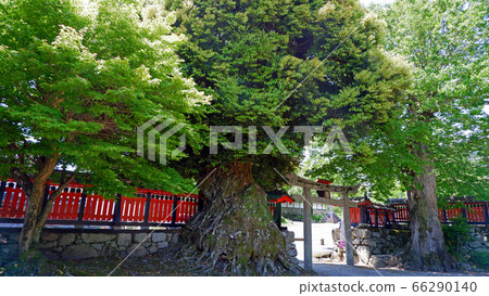 大津坂本幕府將軍 大津坂本幕府將軍 66290140