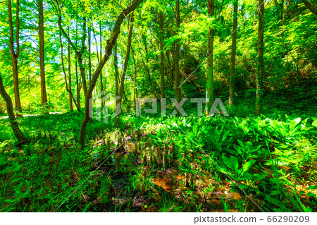 Kuroundo花園八橋Rakusho之森 66290209