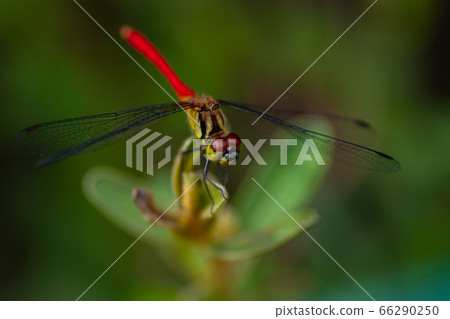 紅蜻蜓棲息在草叢中 66290250