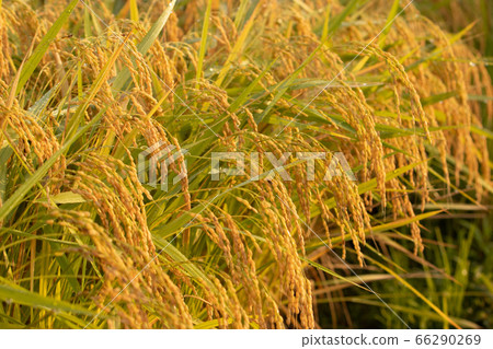 Autumn harvest 66290269