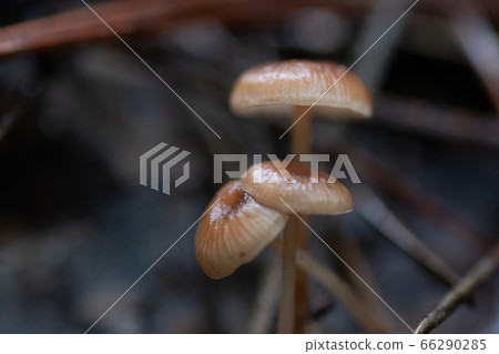 秋天的草菇 秋天的草菇 66290285