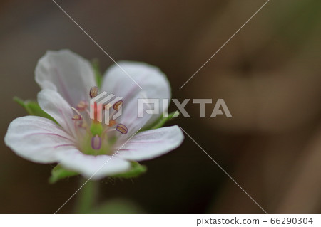 秋天盛開的野草Genoshoko 66290304