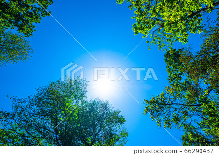 Black Land Forest and Sun 66290432