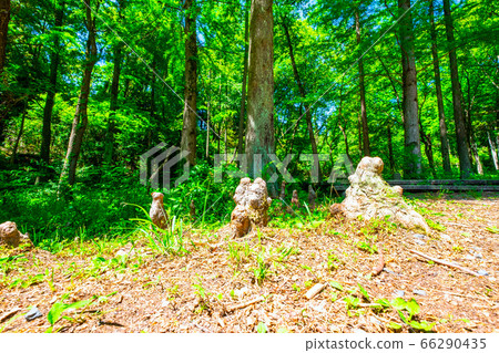 Kuroundo Orchard Air root and forest of Rakusho 66290435