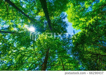 Black Land Forest and Sun 66290437