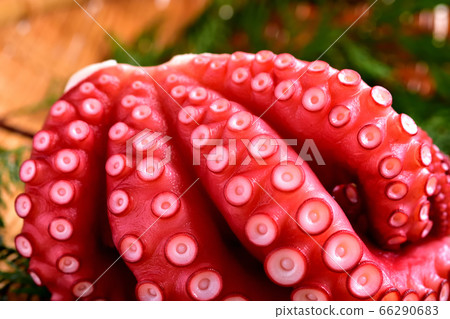 Boiled octopus for sashimi 66290683