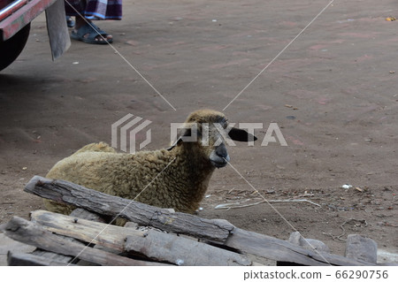 Cox's Bazar in Bangladesh A haute rickshaw stopped at a coastal village A cute sheep sitting on the street Cox's Bazar in Bangladesh A haute rickshaw stopped at a coastal village A cute sheep sitting on the street 66290756