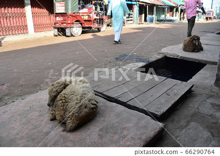 Cox's Bazar in Bangladesh A muslim village along the coast A cute sheep sleeping on the street and a man walking on the street 66290764