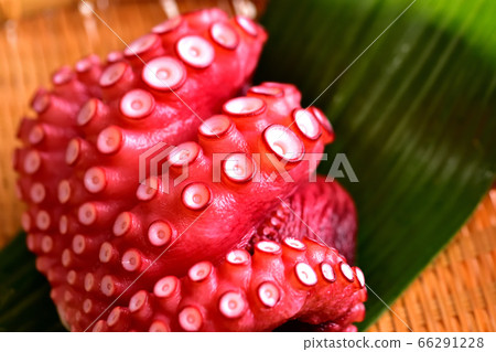 Boiled octopus for sashimi Boiled octopus for sashimi 66291228