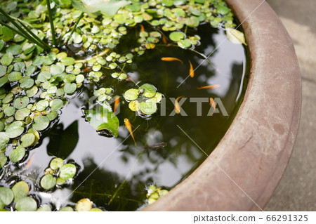 睡蓮花[6月] 66291325