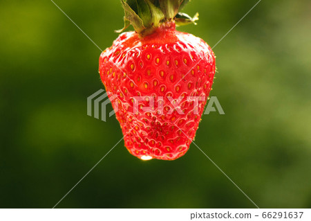 Fresh bright juicy ripe large strawberry on a Fresh bright juicy ripe large strawberry on a 66291637