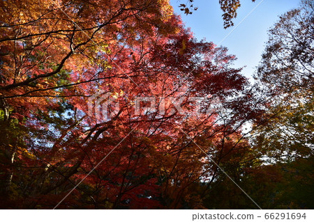 Autumn leaves Autumn leaves 66291694